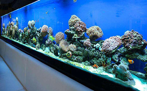 治疗海水鱼车轮虫病有哪些症状？如何治疗